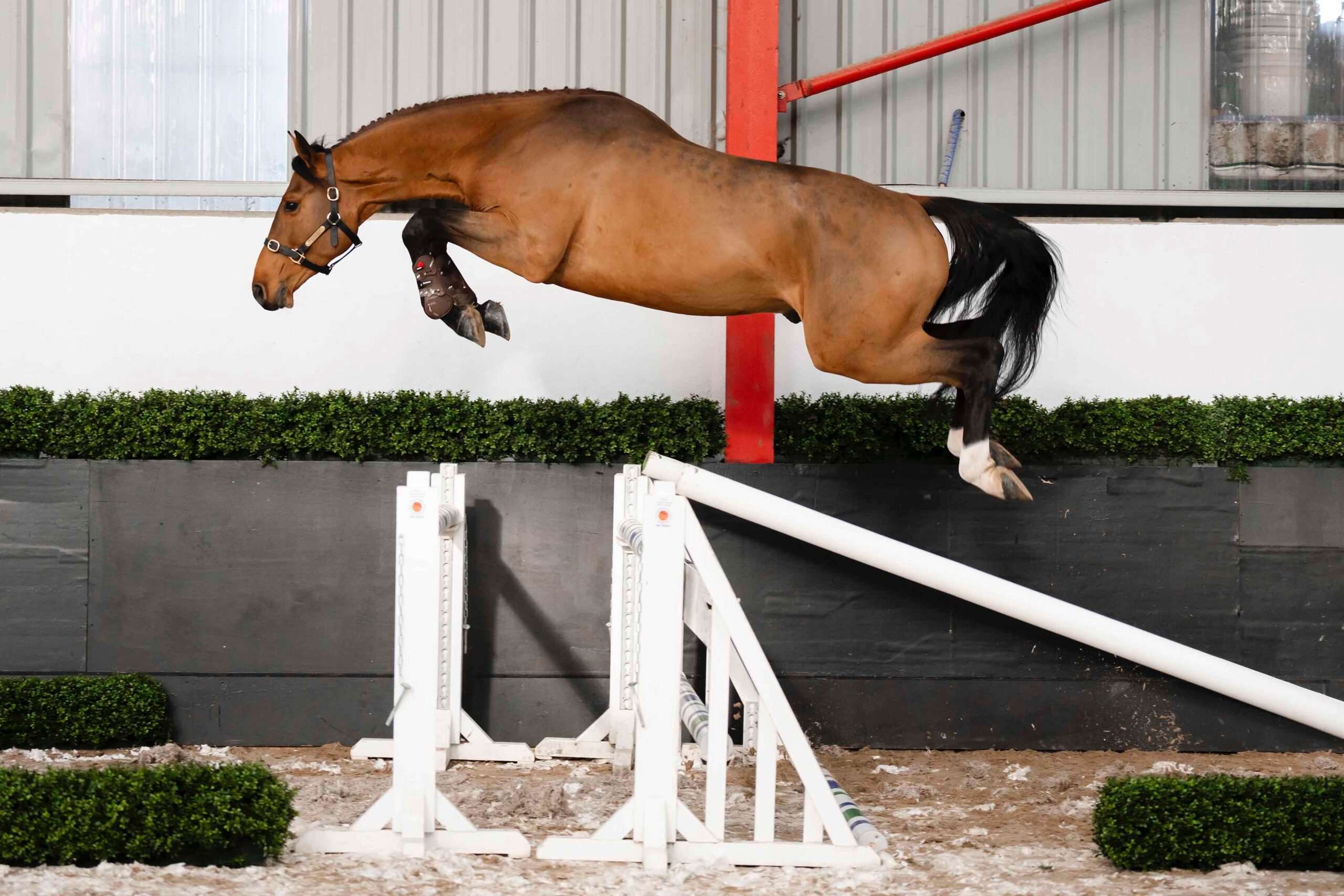 BP Chapeau Z Stallion